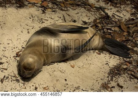 Galapagos Sea Lion (zalophus  Wollebacki). Galapagos Islands.