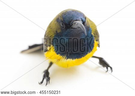 Male Olive-backed Sunbird - Cinnyris Jugularis, ( Nectarinia Jugularis) Or The Yellow-bellied Sunbir
