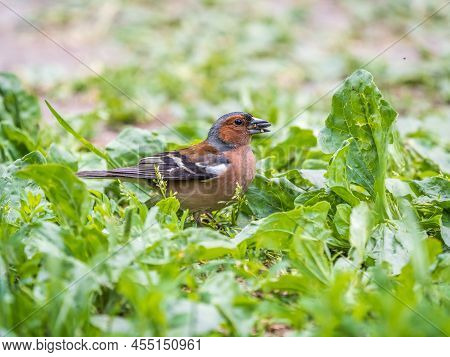 The Common Finch, Fringilla Coelebs, Sits On The Ground In Spring. Beautiful Forest Bird Common Chaf
