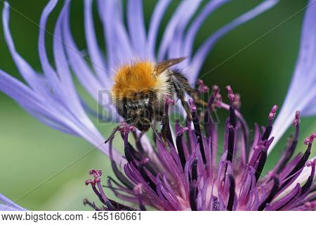 Closeup On A Brown Banded Bumblebee Worked, Sitting On A Blue Montane Knapweed Flower , Centaurea Mo