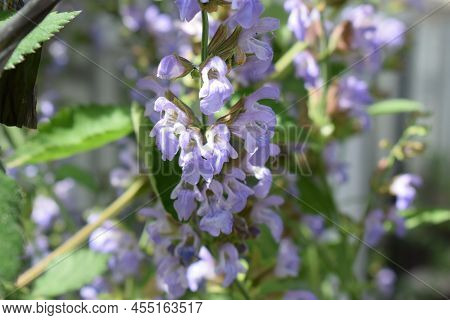 Bumblebee On Deep Blue Blooming Sage Flowers
