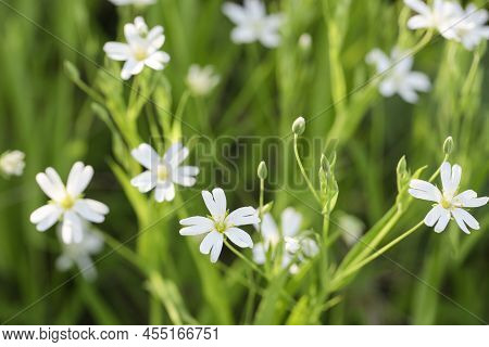 White Flowers Of Stellaria Holostea Close-up. Stellaria Holostea, Perennial Herbaceous Flowering Pla