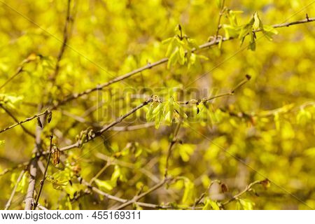 Forsythia Petals Close Up. Blooming Easter Tree In The Garden. Spring Yellow Floral Wallpaper. Golde
