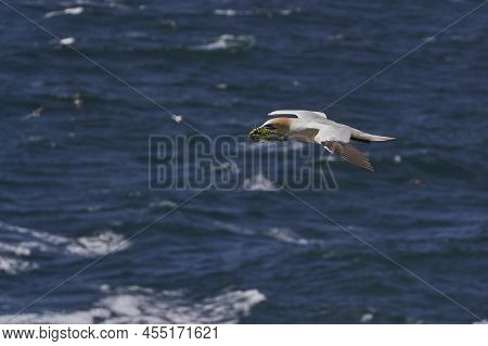 Gannet (morus Bassanus) Carrying Nesting Material Returning To The Breeding Colony On Great Saltee I