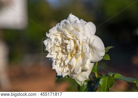 White Rose (rose Chinensis Jacq) Also Known As Chinese Rose.