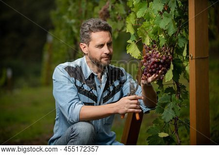 Vinedresser Cutting Grapevine With Garden Scissors, Winemaking