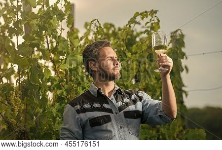 Mature Enologist Man Looking At Wine Glass At Winery Outdoor, Sommelier