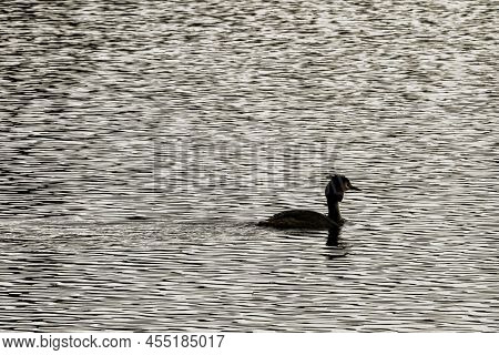 Great Crested Grebe (podiceps Cristatus) Swimming In Virginia Water Lake, Windsor Great Park, United