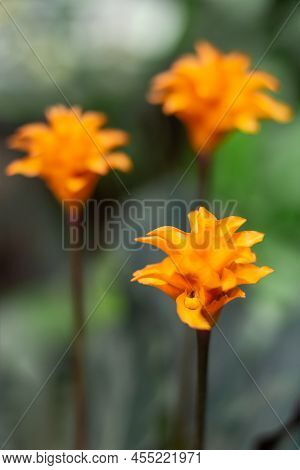 Goeppertia Crocata Or Calathea Crocata, The Saffron-coloured Calathea. Beautiful Orange Flower With 