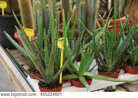 Pots With Beautiful Aloe Vera Plants On Table