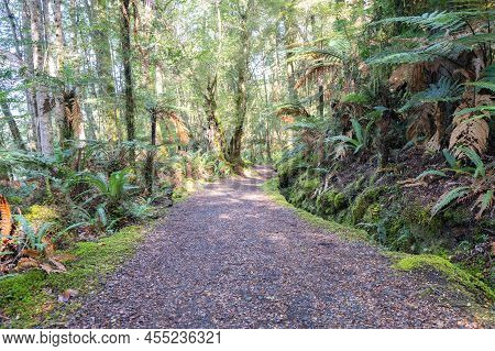Kepler Track Path Leading Through Beech And Ferns Of Rain Forest, Te Anau, New Zealand.