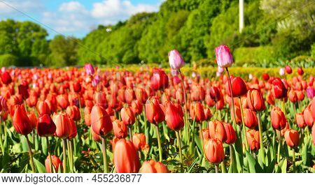 Bright Flowering Of Tulips In Spring In Gorky Park In Moscow