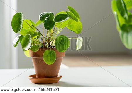 Closeup Of Pilea Peperomioides Houseplant In Terracotta Pot On White Table Over Gray Wall At Home. S
