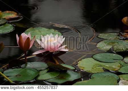 Pink Lotuses Bloom On An Ornamental Pond In The Garden. Lotus Flower Marliacea Rosea Or Pink Water L