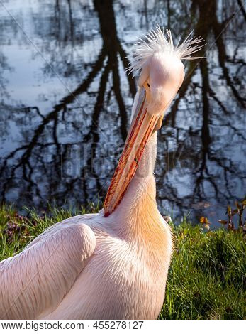 Portrait Of A Pink Pelican Bird (pelikan Baba, Pelecanus Onocrotalus) By The Pond.