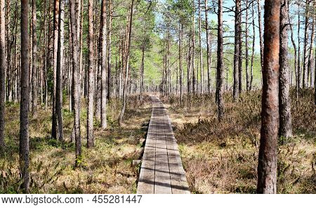 A Wooden Path In The Soomaa National Park In Estonia Among The Forest And Marshland On A Clear Day