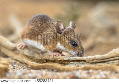 Yellow-necked Mouse (apodemus Flavicollis) Sitting On Log And Looking At Camera In Natural Sandy Hab