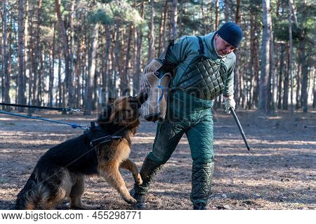 A German Shepherd Is Holding A Bite Sleeve In Its Mouth. Adult Male Standing In Protective Clothing 