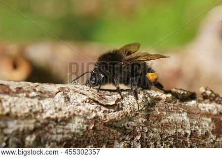 Closeup On A Queens Tree Bumblebee, Bombus Hypnorum, Sitting On A Twig And Cleaingin Itself After A 