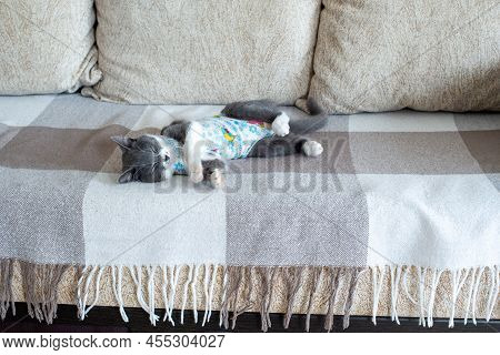 Sick Domestic Cat Lies After Surgery At Home On Sofa In Clothes. Postoperative Bandage. Care Of Pet 