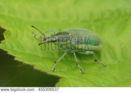 Detailed Closeup On A Yellow Banded Leaf Weevil, Chlorophanus Viridis, Sitting On A Green Leaf In Th