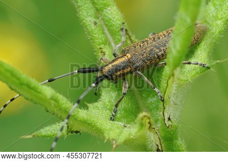 Detailed Closeup On A Golden-bloomed Longhorn Beetle Agapanthia Villosoviridescens Sitting In Its Ho