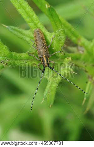 Closeup On A Golden-bloomed Longhorn Beetle Agapanthia Villosoviridescens Sitting In Its Host Plant,