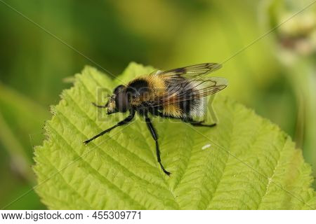 Closeup On A Bumblee Mimicking Plumehorn Hoverfly, Volucella Plumifrons Sitting On A Green Leaf