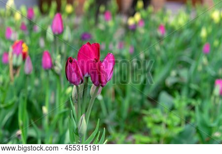 Beginning Of Flowering Purple Tulips In The Spring Garden. Violet Tulips Gesner's.