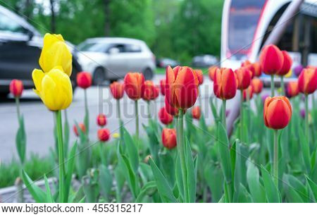 Flowerbed With Tulips On The Background Of The Road With Cars And Public Transport.