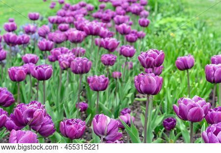 Tulips 