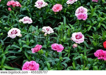 Dianthus Pental Flower. Dianthus Caryophyllus Plants. Beautiful Fresh Flowers. Summer Nature. Garden