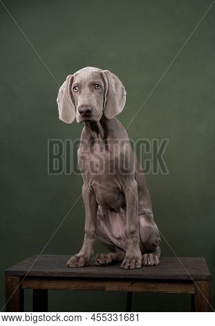 Weimaraner Puppy On A Green Canvas Background. Funny Dog In The Studio