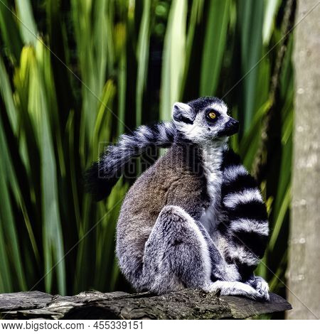 Ring-tailed Lemur (lemur Catta) Is A Large Strepsirrhine Primate Known As Maky, Maki Or Hira - Tsima