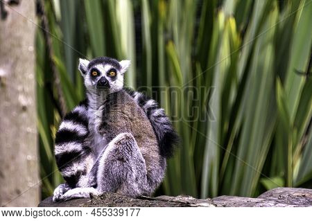 Ring-tailed Lemur (lemur Catta) Is A Large Strepsirrhine Primate Known As Maky, Maki Or Hira - Tsima
