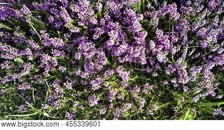 Verbena Bonariensis Known As Purpletop, Clustertop, South American, Brazilian Or Argentinian Vervain