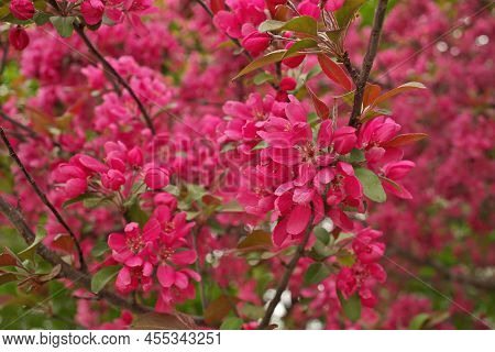 Japanese Flowering Crabapple Tree In Full Bloom In Spring With Beautiful Fragrant Pink Flowers
