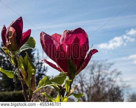 Magnolia 'genie' With Deep Red, Almost Black Bud That Open Into Medium-sized, Cup Shaped, Lotus-like