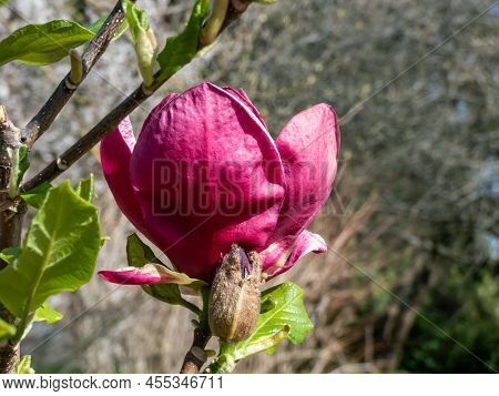 Magnolia 'genie' With Deep Red, Almost Black Bud That Open Into Medium-sized, Cup Shaped, Lotus-like