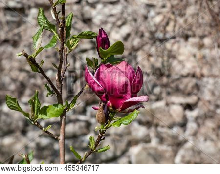Magnolia 'genie' With Deep Red, Almost Black Bud That Open Into Medium-sized, Cup Shaped, Lotus-like
