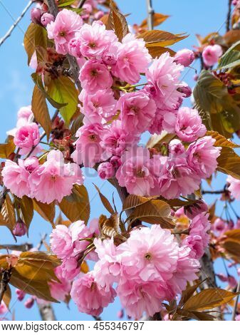 Beautiful, Pink Cherry Blossoms Of The Japan Pink Sakura Flowers Flowering On The Branches And Stems