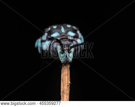 Closeup Neon Cuckoo Bee Sleep On The Branch
