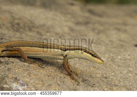 Asian Grass Lizard, Six-striped Long-tailed Lizard, Or Long-tailed Grass Lizard Takydromus Sexlineat