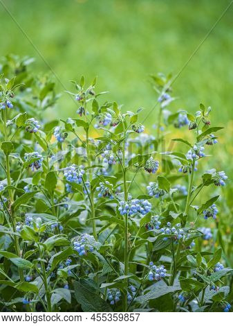 Beautiful Blue Flowers Of Symphytum Caucasicum, Also Known As The Beinwell, Blue Comfrey, Or Caucasi