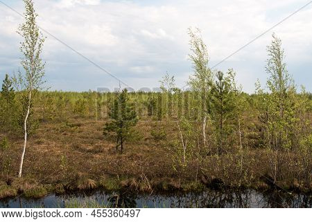 Swampy Terrain, Western Siberian Marshland In Summer, Swampy Landscape