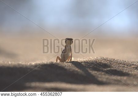 Arabian Toad-headed Agama (phrynocephalus Arabicus) Is A Species Of Agamid Lizard Found In Saudi Ara