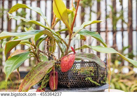 Carnivorous Pitcher Plants Or Monkey Cups In The Garden