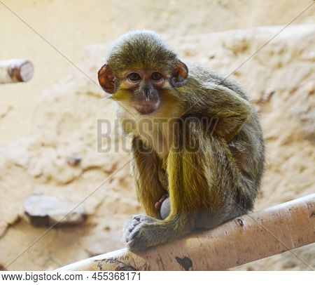 Miopithecus Oguensis , Northern Talopoin, Pygmy Guenons Live In Large Groups Of 60 To 100 Animals