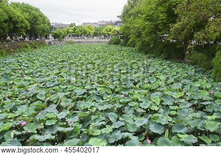 A Pond Covered In Lotus Leaves And Flowers Within The Jinshan Temple Scenic Area In Zhenjiang China 