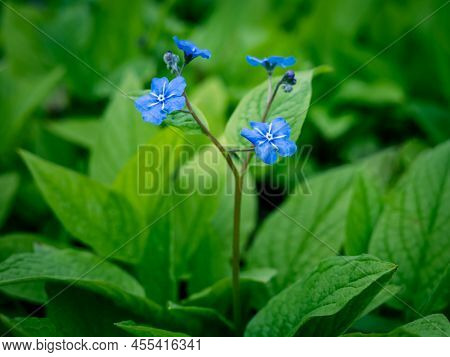 Close-up Of Blue Omphalodes Verna (navelwort), A Species Very Similar To Forget-me-not Flowers, Bloo